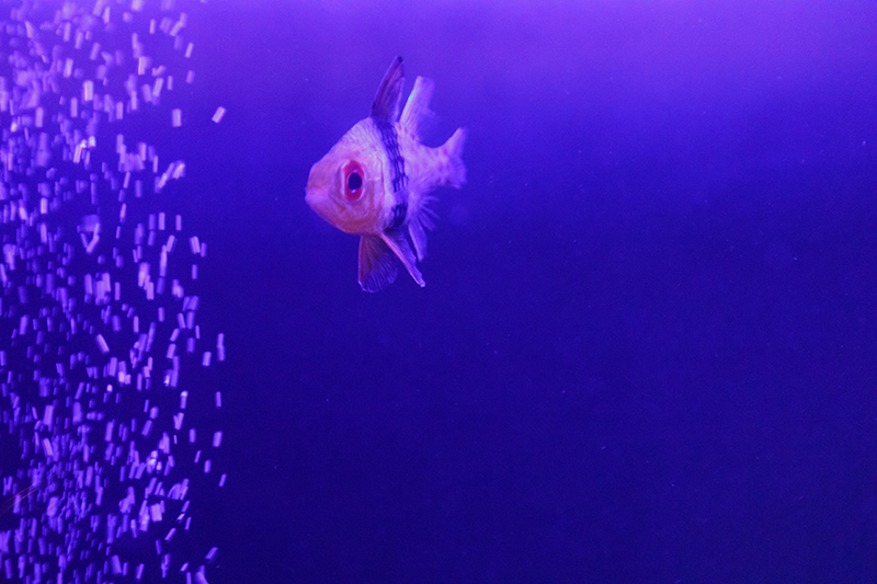 アクアリウム水槽のデザイン・設計・メンテナンスなら広島県福山市の游遊(ゆうゆう)